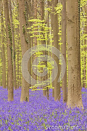 Blooming bluebell forest of Hallerbos in Belgium Stock Photo