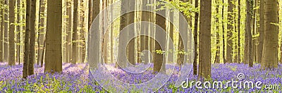 Blooming bluebell forest of in morning sunlight Stock Photo