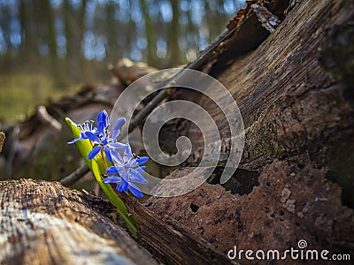 Blooming bluebell wildflowers in spring Stock Photo