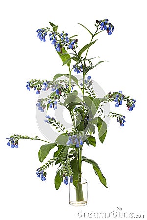 Blooming Borago borage in a glass vessel on a white background Stock Photo