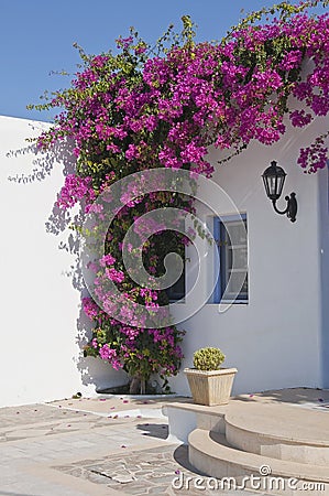 Blooming bougainvillea, framing the window Stock Photo