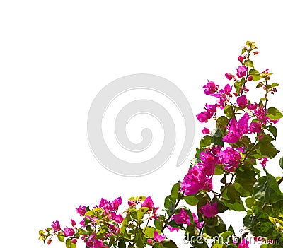Blooming bougainvillea isolated on white background Stock Photo
