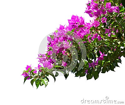 Blooming Bougainvillea. Stock Photo