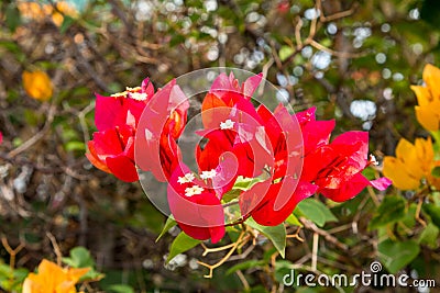 Blooming bougainvillea.Magenta bougainvillea flowers Stock Photo