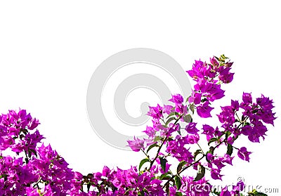 Blooming Bougainvillea of magenta color isolated on white background. Selective focus Stock Photo