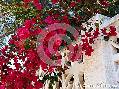 Blooming Bougainvillea Paper flower Stock Photo