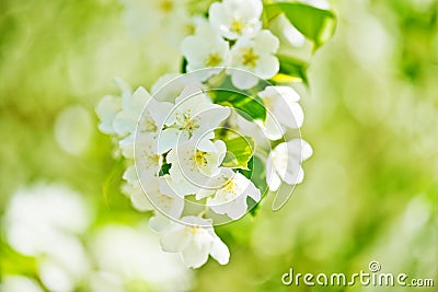 A blooming branch of apple tree Stock Photo