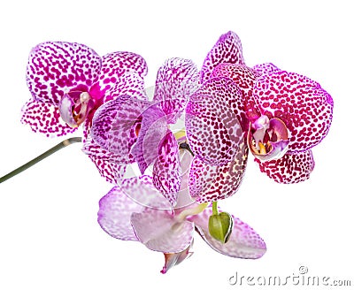 Blooming branch of beautiful lilac spotted orchid, phalaenopsis Stock Photo