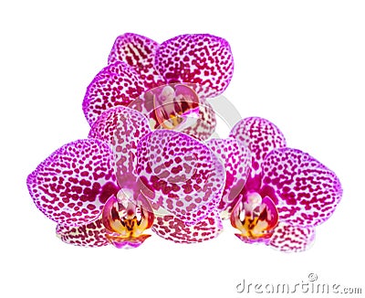 Blooming branch of beautiful purple spotted orchid, phalaenopsis Stock Photo