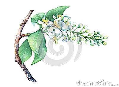 Blooming branch bird cherry, Prunus padus. Stock Photo