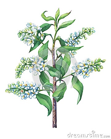 Blooming branch bird cherry, Prunus padus. Stock Photo