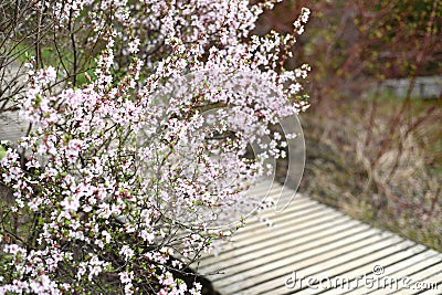 Blooming branch of cherry tree against wooden bridge Stock Photo