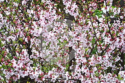 Blooming branch of cherry tree background. Springtime in Far East Stock Photo
