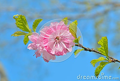 Blooming branch of cherry-tree Stock Photo