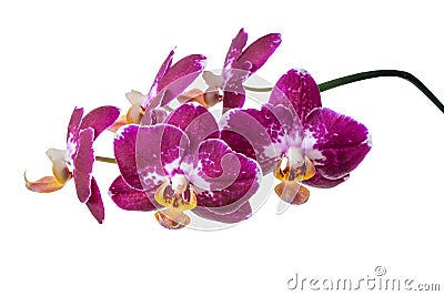 Blooming branch of dark purple with white orchid, phalaenopsis i Stock Photo