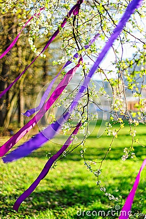 Blooming branch decorated with purple ribbons Stock Photo