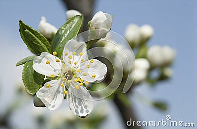 Blooming branch of fruit tree over blue sky background. Stock Photo