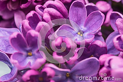 Lilac flowers in large. A blooming branch of lilacs. A cluster of purple flowers. Stock Photo