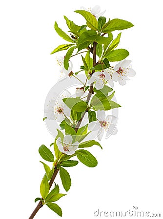 Blooming branch of plum tree Stock Photo