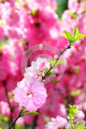 Blooming branch of Prunus Triloba Stock Photo