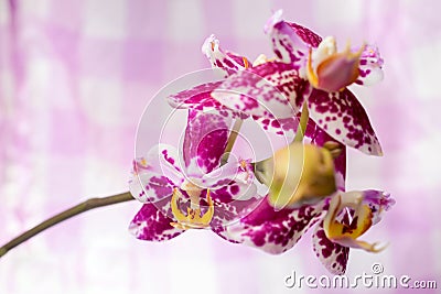 Blooming branch spotted purple orchid, phalaenopsis Stock Photo