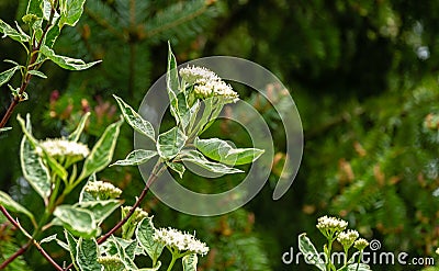 Blooming branch of variegated shrub Cornus alba Elegantissima or Swidina white on blurred dark green Stock Photo