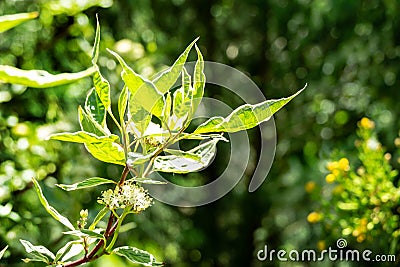 Blooming branch of variegated shrub Cornus alba Elegantissima or Swidina white on natural garden bokeh background Stock Photo