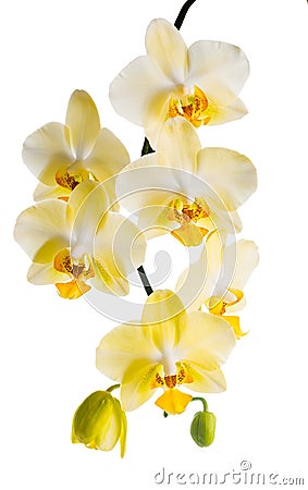 Blooming branch of yellow orchid, phalaenopsis is isolated on white background Stock Photo