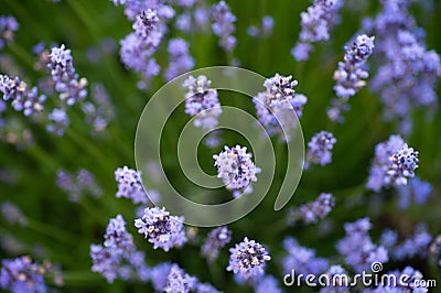 Blooming bright lavender bush close-up. Agriculture background Stock Photo