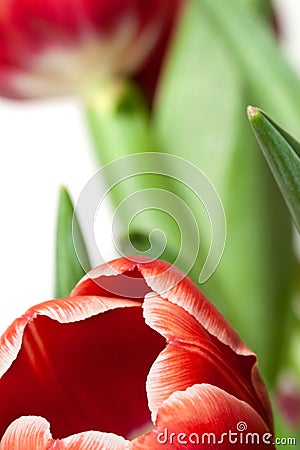 Blooming bright tulip flowers isolated white background Stock Photo