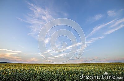 Blooming bright yellow ripe sunflowers field. Agriculture, oil production, beauty of nature concept Stock Photo