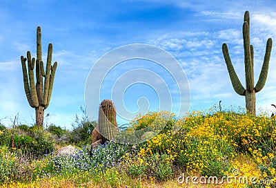 Blooming Brittlebush Stock Photo