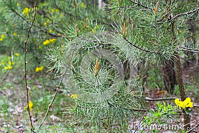 Blooming broom bush in the mountains. Genista and pine. pine and yellow flowers, photo in the woods Stock Photo