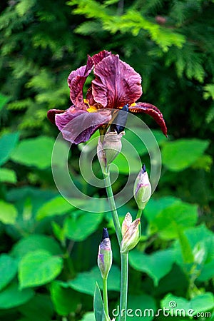 Blooming brown iris on a flower bed in a summer garden Stock Photo