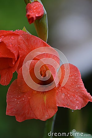 A blooming bud of a pink flower of Gladiolus or Spike lat. Gladiolus on a green background. Raindrops on flower buds. Stock Photo