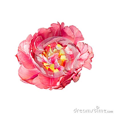 The blooming bud of a red terry tulip isolated on white. Close-up of the original pink tulip flower cut out and placed on a white Stock Photo
