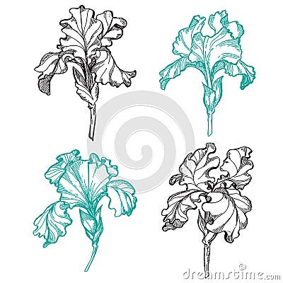 Blooming and budding iris flowers black and white set of a flower of iris. Cartoon Illustration