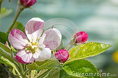 blooming buds of apple flowers on background Stock Photo