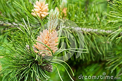 Blooming buds of pine cones Stock Photo