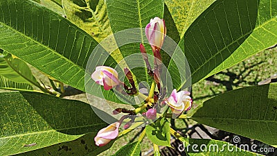 Blooming buds of white and red flowersn Stock Photo