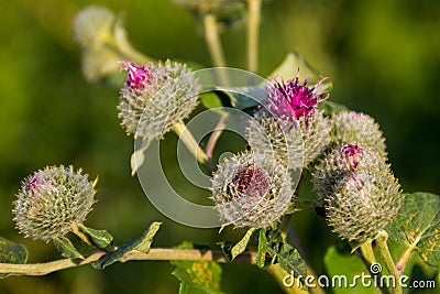 Blooming burdock Arctium lappa Stock Photo