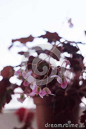 Blooming bush of pink begonia. Beautiful houseplant with delicate flowering Stock Photo