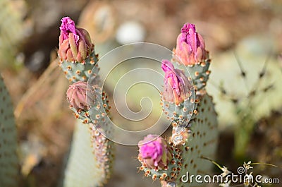 Blooming cacti Stock Photo