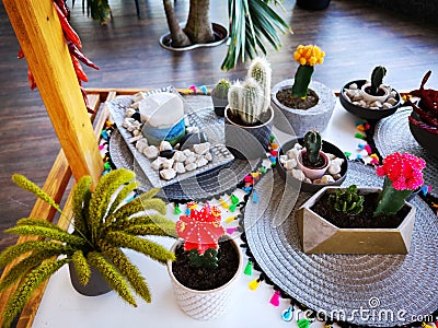 Blooming cacti decorative colorful indoor Stock Photo