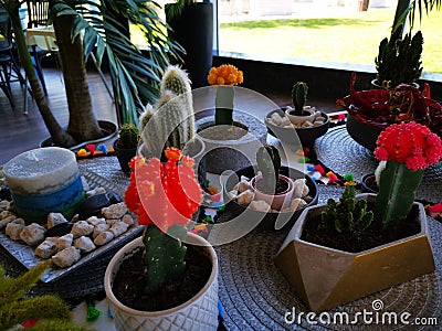 Blooming cacti decorative colorful indoor Stock Photo