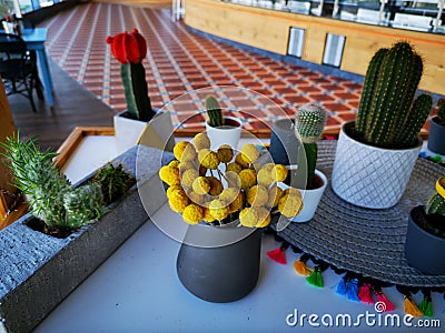 Blooming cacti decorative colorful indoor Stock Photo