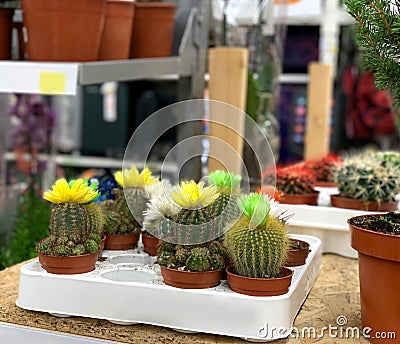 Blooming cacti in pots, on a shop window. Stock Photo