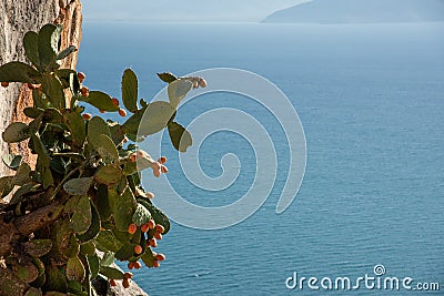 Blooming Cacti on the rocks with sea back on background. Copy Sp Stock Photo