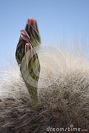 Blooming Cactus Stock Photo