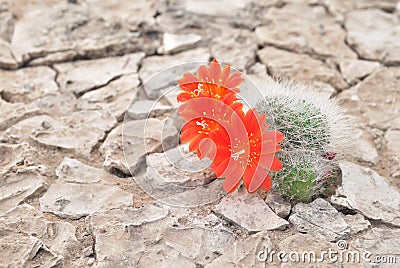 Blooming cactus Stock Photo